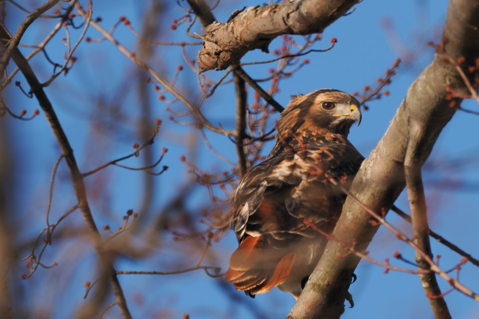 A red-tailed hawk on the common in NOTL.