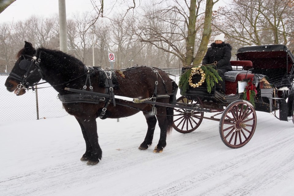 There's a new carriage tour available in NOTL, Vineyard to Village, owned by Ronda Cave.     