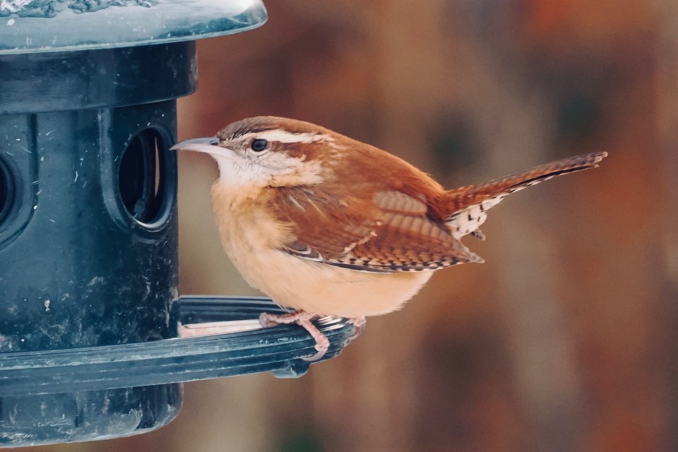 Carolinian wren