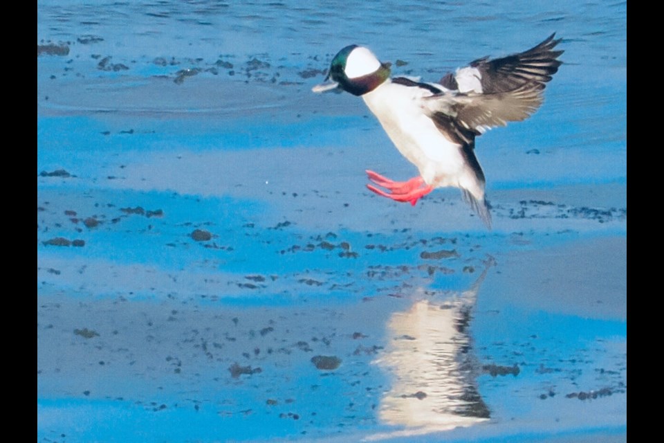 January 5 began as a nice sunny morning yesterday, a perfect day to roam the shore with my camera. With cold temperatures and icy waters developing, I have seen more diving ducks arriving. Two bufflehead ducks were spotted at the far end of the Golf Course in the lake.