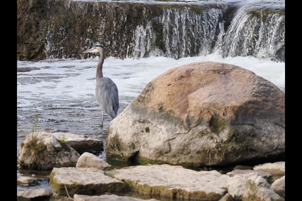 A great blue heron at Sauble Falls.