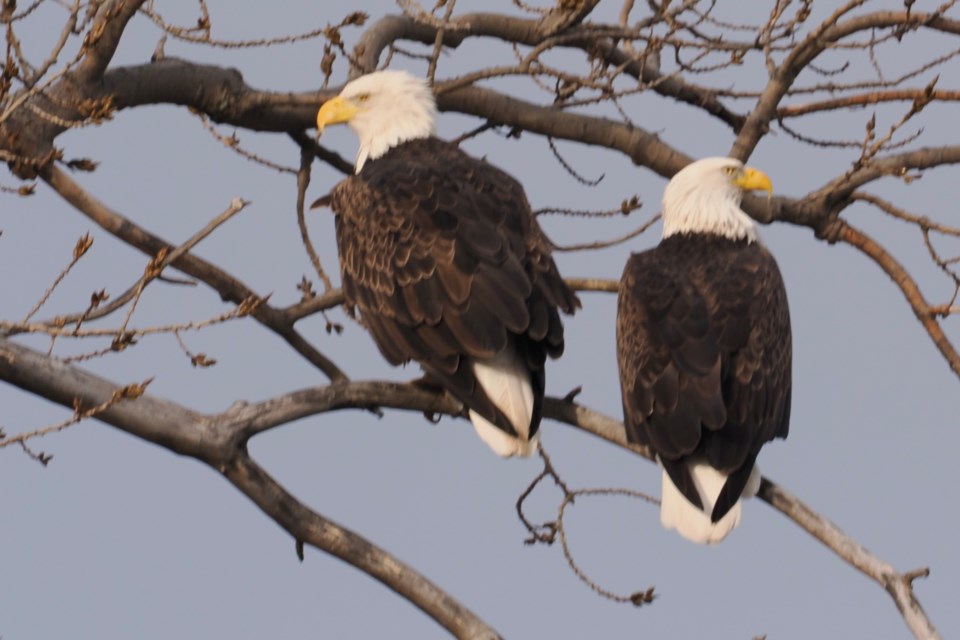 It was quite a thrill to be able to photograph these bald eagles,
starting with this pair at Niagara Shores.