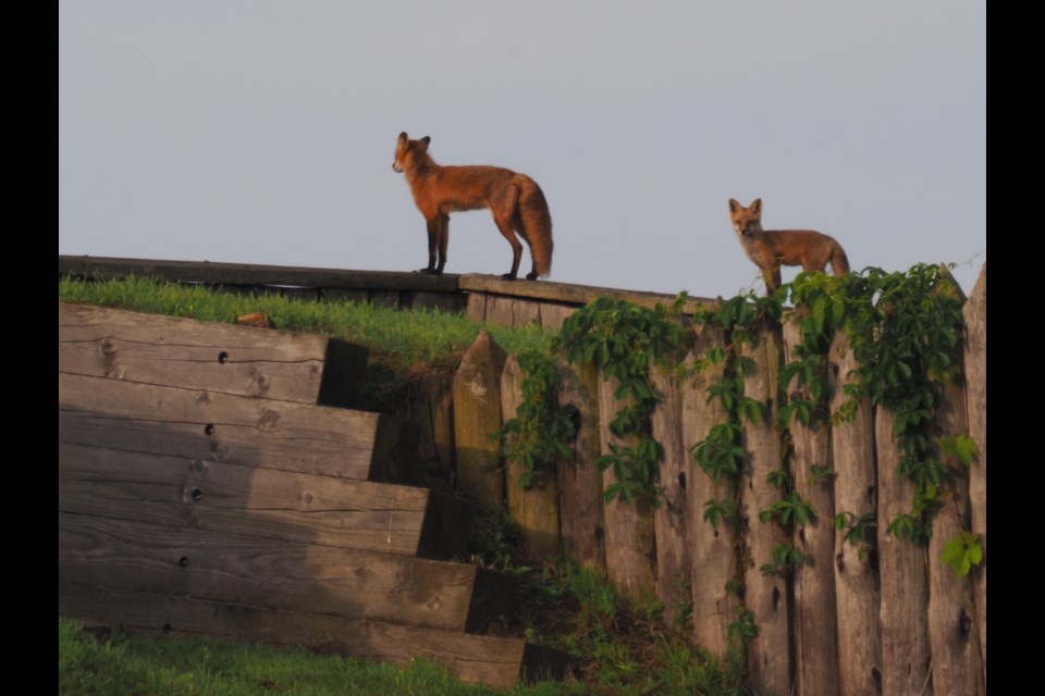 Adult and cub sentinels at Fort George.