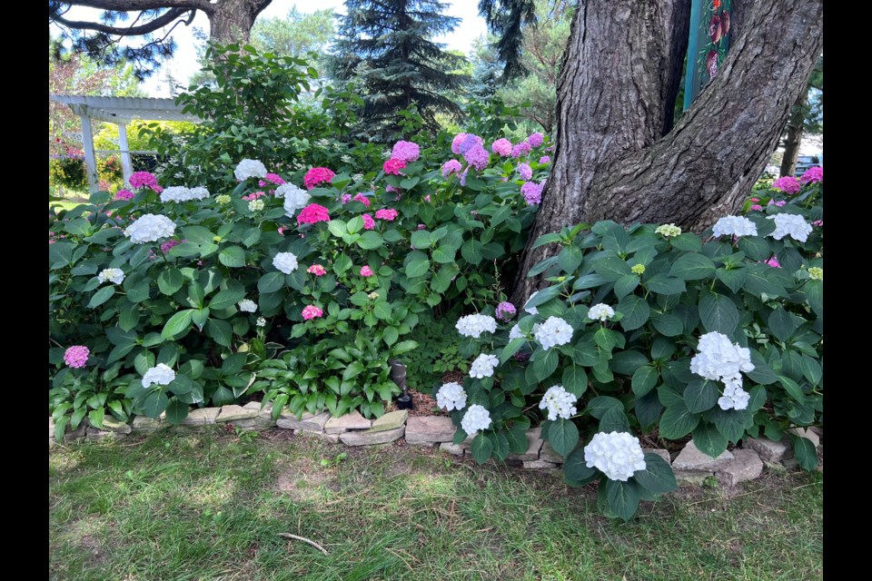 Gardeners' Garden Tour Shows Green Thumbs Thriving - Niagara-on-the 