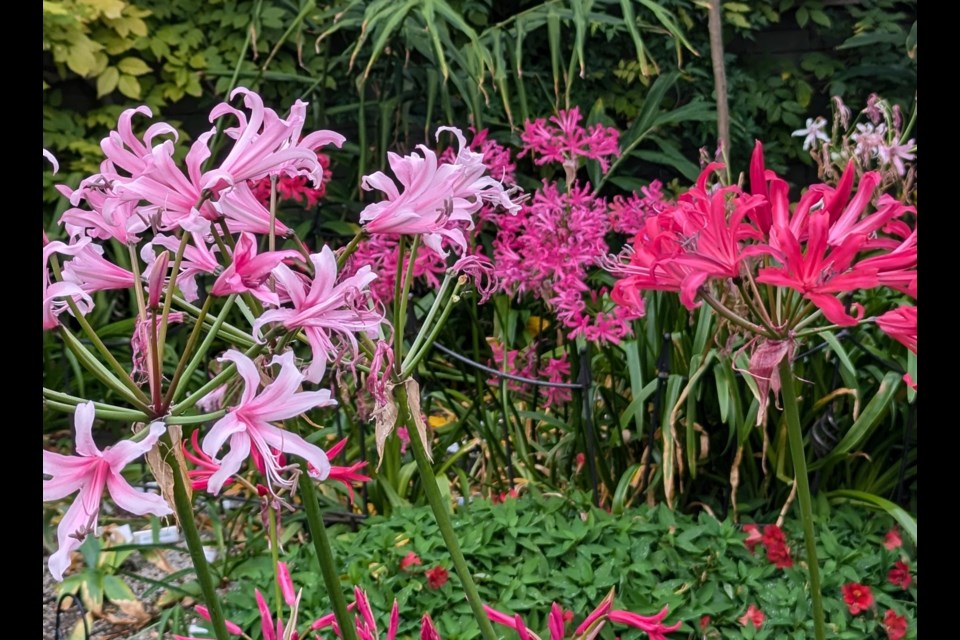 Nerine Bowdenii hybrids