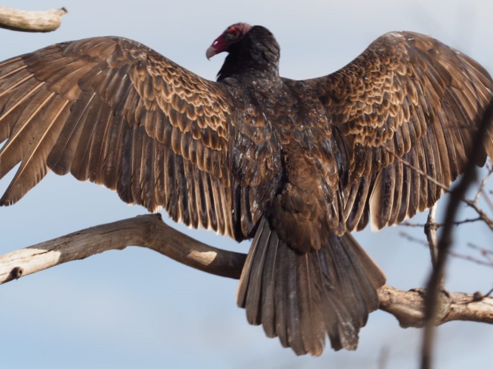 Despite appearance, turkey vultures have a purpose, too