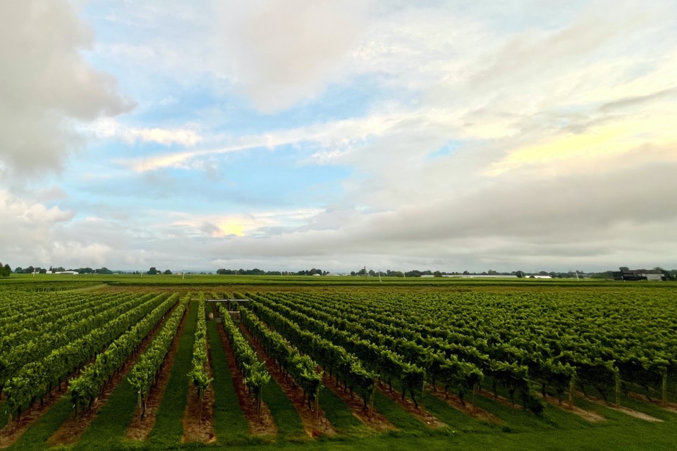 A vineyard in the summer when the leaves are green.