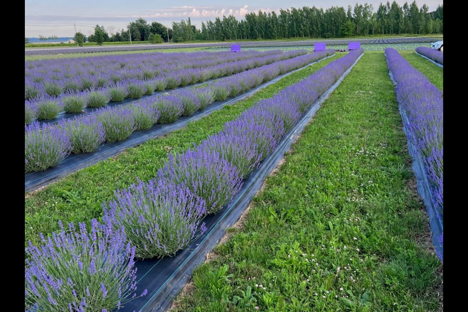 lavender farm