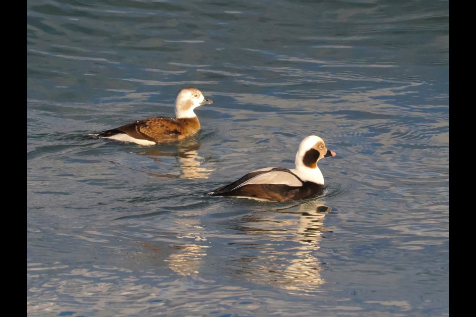 This is the time of year when visiting migratory waterfowl are commonly seen both in the Niagara River and in Lake Ontario. They join the regular inhabitants such as Canada Geese, Mallards and Gulls, making it a great time of year for photographer David Gilchrist to view them all. Here, a pair of Long-tailed Ducks swim on Lake Ontario near the NOTL Golf Club. 