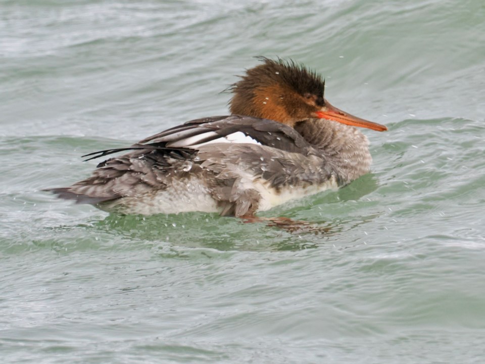 on-the-water-red-breasted-merganser