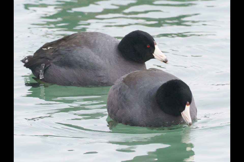 There are a couple of great Niagara River locations photographer David Gilchrists likes to frequent to spot waterfowl in the winter. Here, two American Coots look for some sustenance near Navy Hall. 