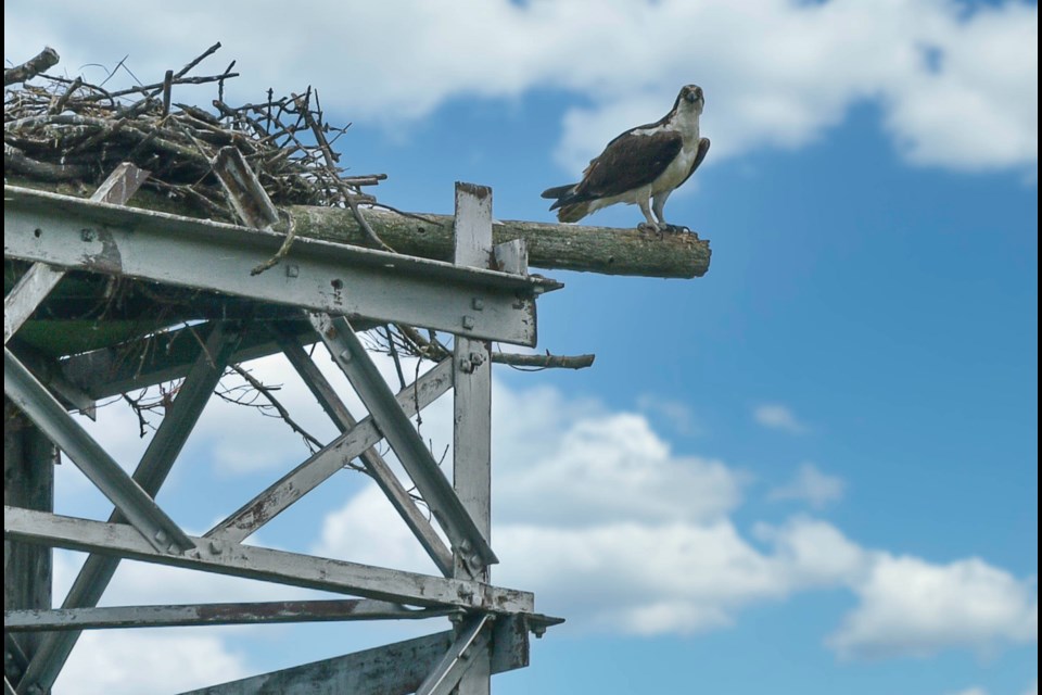 The ospreys nest on a 60-foot high platform.