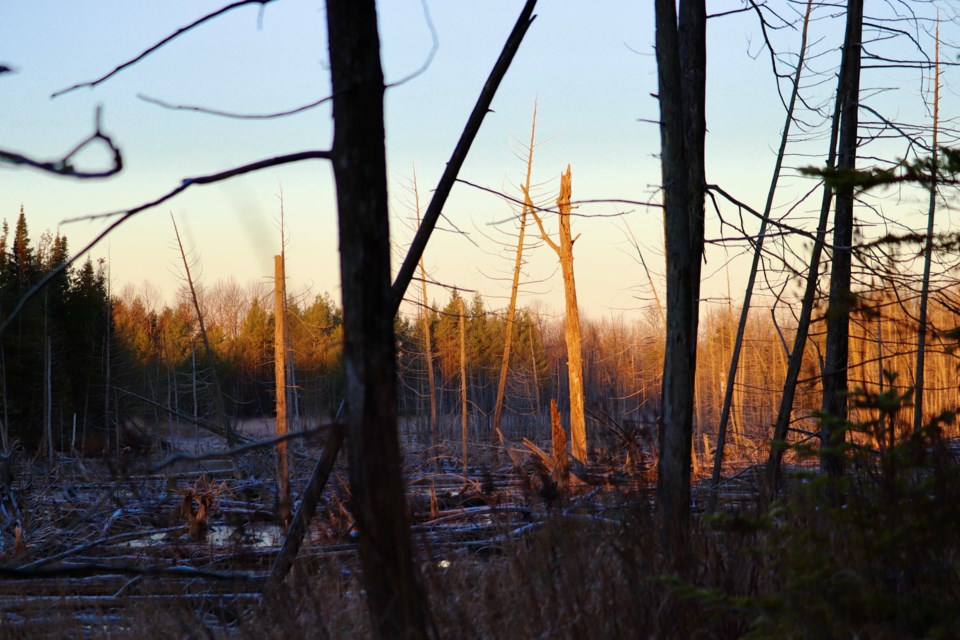 The swamp on the hunting property at sunrise.