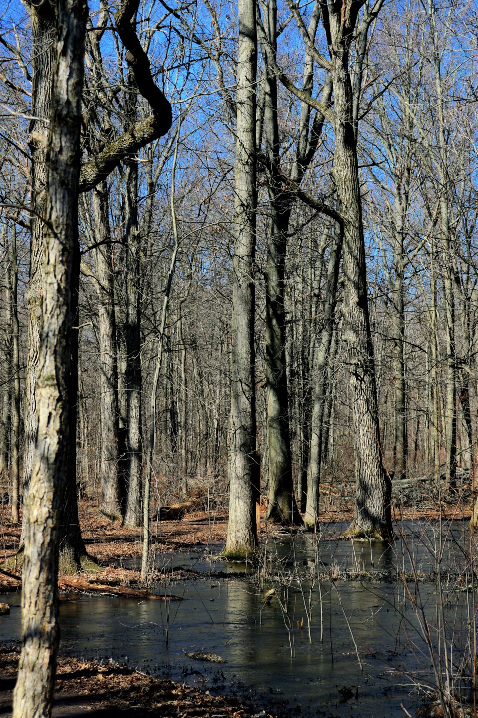 owen-bjorgan-column-old-growth-forests