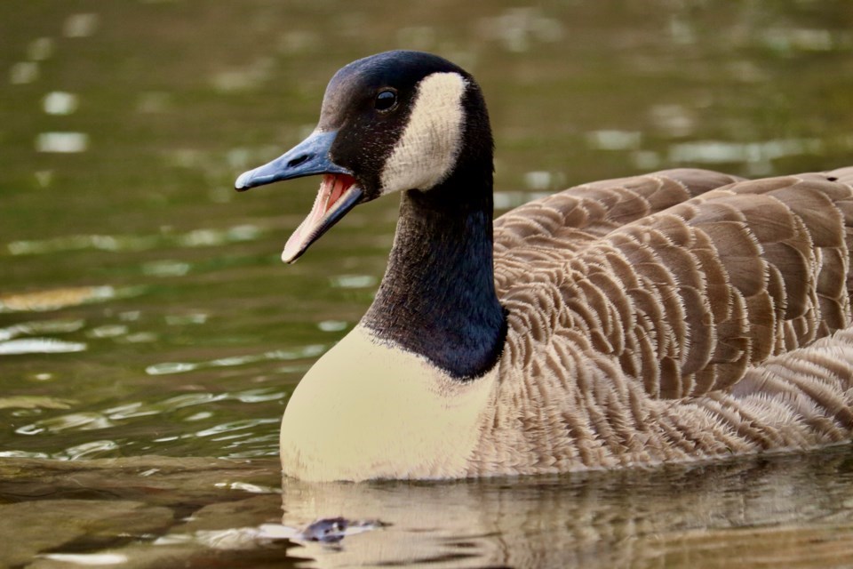 owen-canada-goose