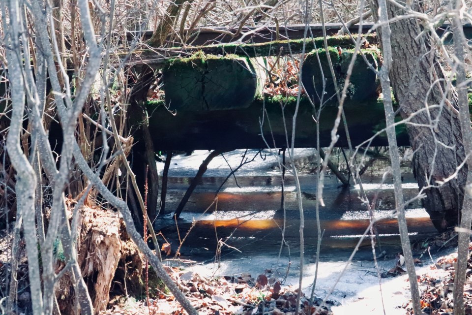 owen-march-15-the-rail-tracks-that-used-to-ship-extracted-peat-out-of-the-wainfleet-bog-are-now-an-overgrown-walkway-used-to-explore-the-bog