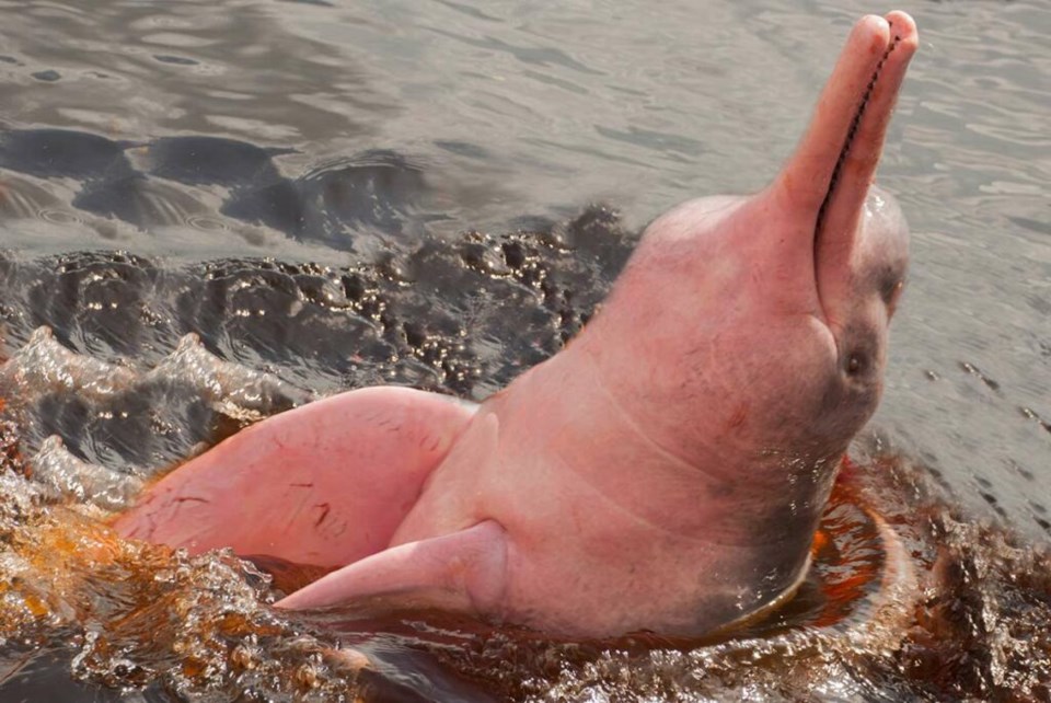 pink-river-dolphin