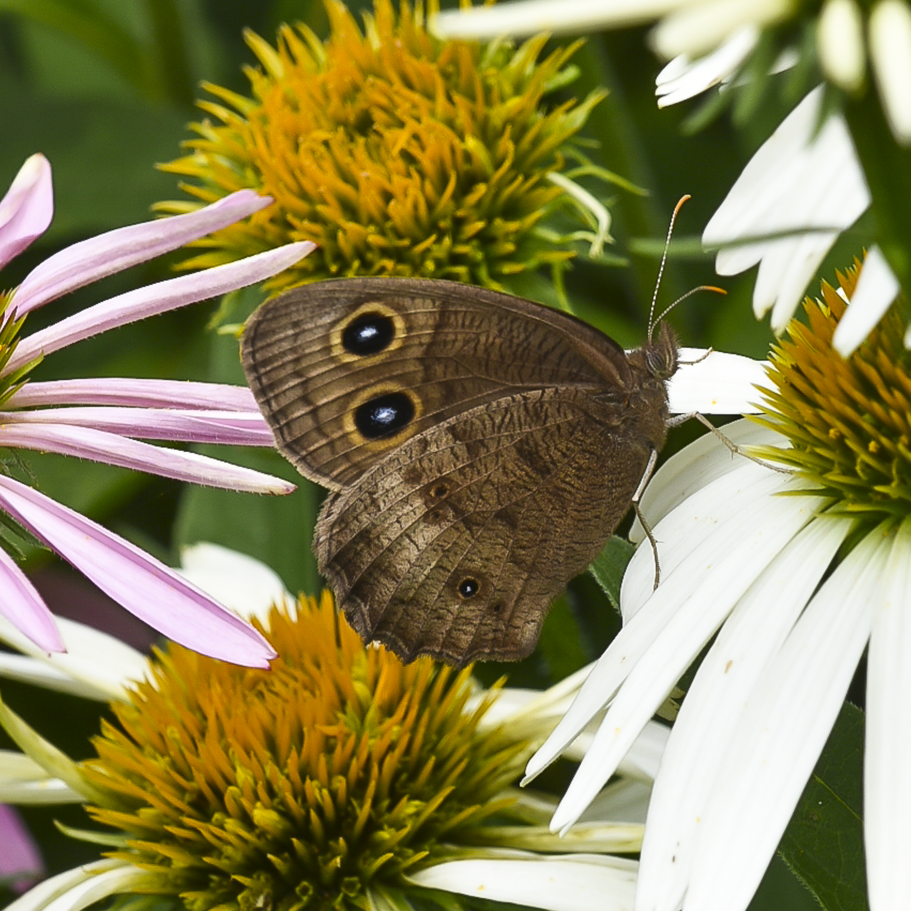 Buzz on Pollinators Attract butterflies to your garden