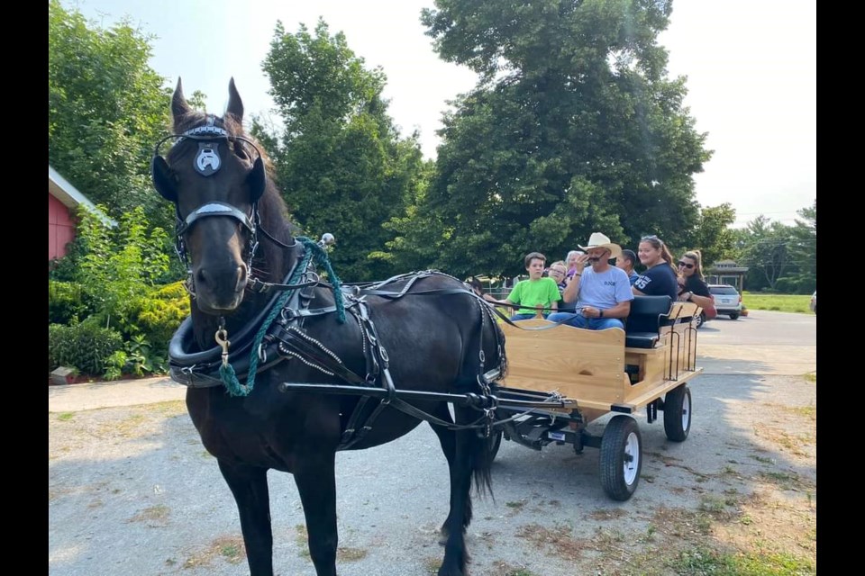 Wonder has an important job at Red Roof Retreat, taking clients for cart rides around the property.