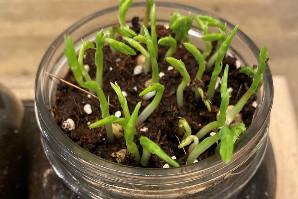 Pea shoots are easy and early sprouters. Seeds can be found at Penner Building Centre, the library or NOTL Buy Nothing Group Travelling Seed Box
