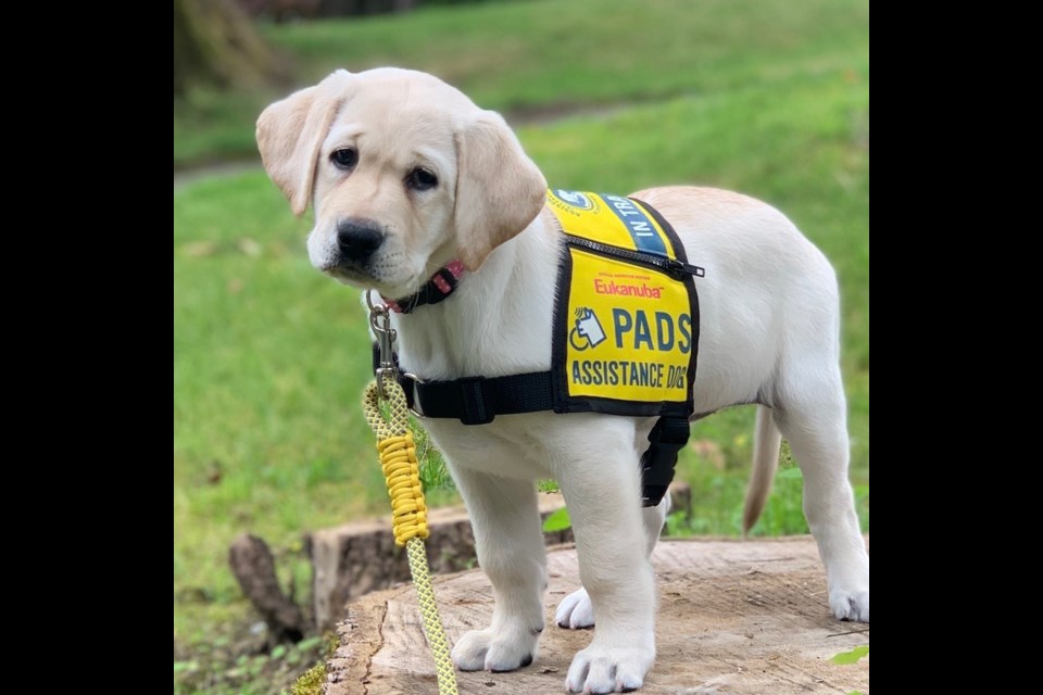 are companion dogs service dogs