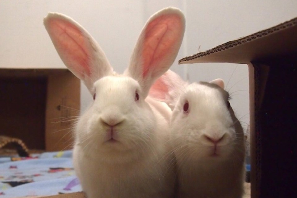 Garth and Galinda are a bonded pair and must be adopted together. | BC SPCA West Vancouver 