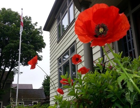 Poppies that came directly from Flanders Field grow outside Honour House in Queens Park, New Westminster, B.C. 