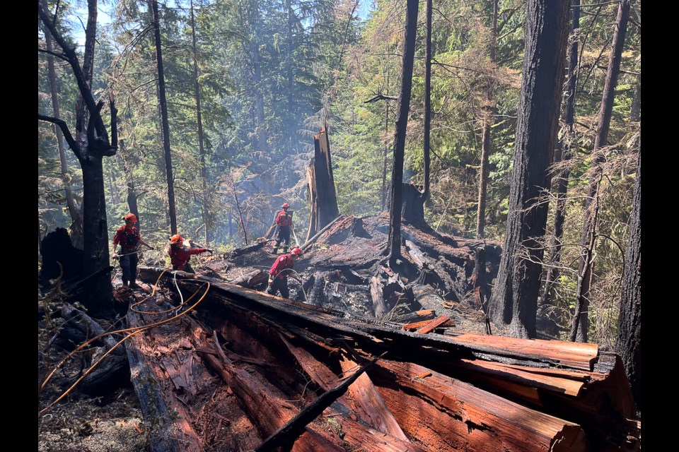 Metro Vancouver watershed protection team members work around a felled tree at the Mount Seymour site on Thursday.