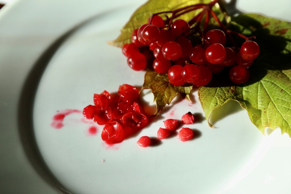 Crushed highbush cranberry drupes and seeds leave stain porcelain blood red. | Laura Marie Neubert