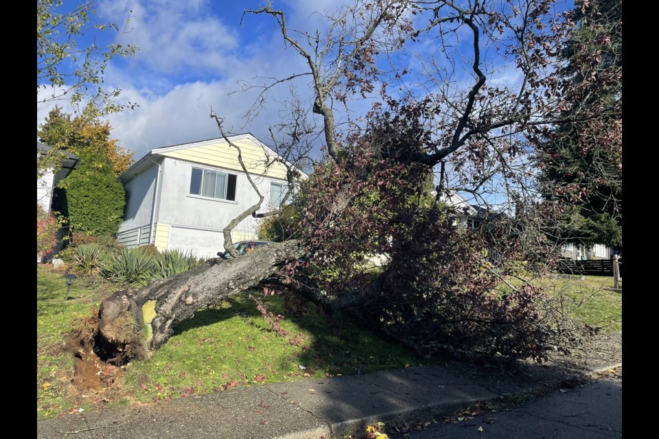 A tree downed in Monday's windstorm lies across a lawn and a driveway on 26th Street W near Larson Road in North Vancouver. | @jacqpatton / X