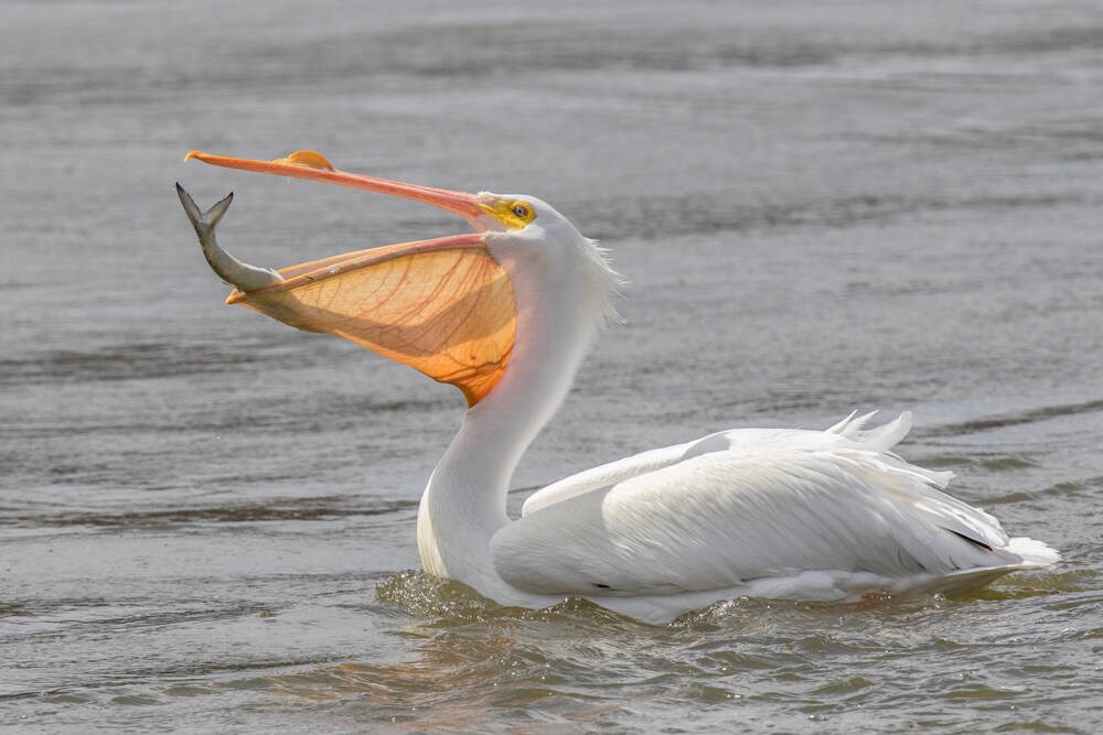 What are these strange pelicans doing in West Vancouver North