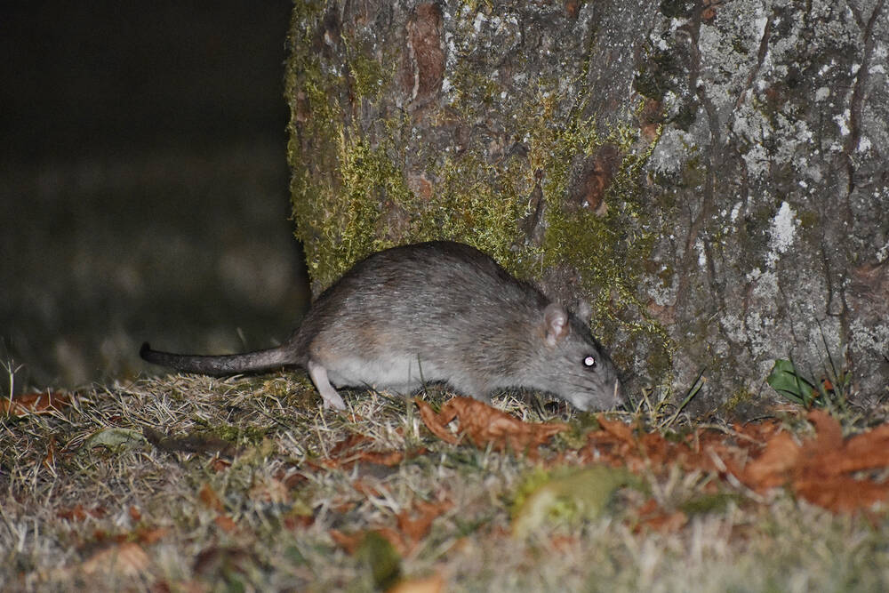 B.C. permanently bans use of rat poison