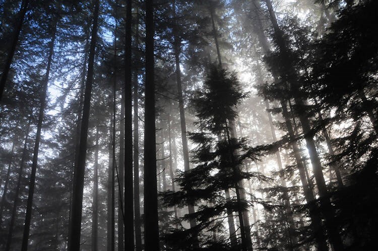 西温哥华将保留森林土地作为公园