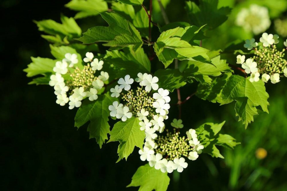 Native highbush cranberry blossoms light up the shade before turning into beautiful bright red edible berries. | Laura Marie Neubert 