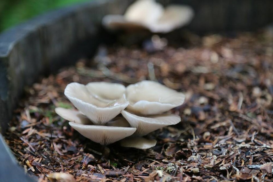 Velvety oyster mushrooms push up through a layer of native mulch in an oak wine barrel half. | Laura Marie Neubert 