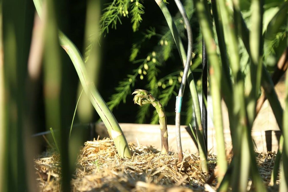 A lone, late summer asparagus, soon to be underplanted with broad beans and hemp mulch. 