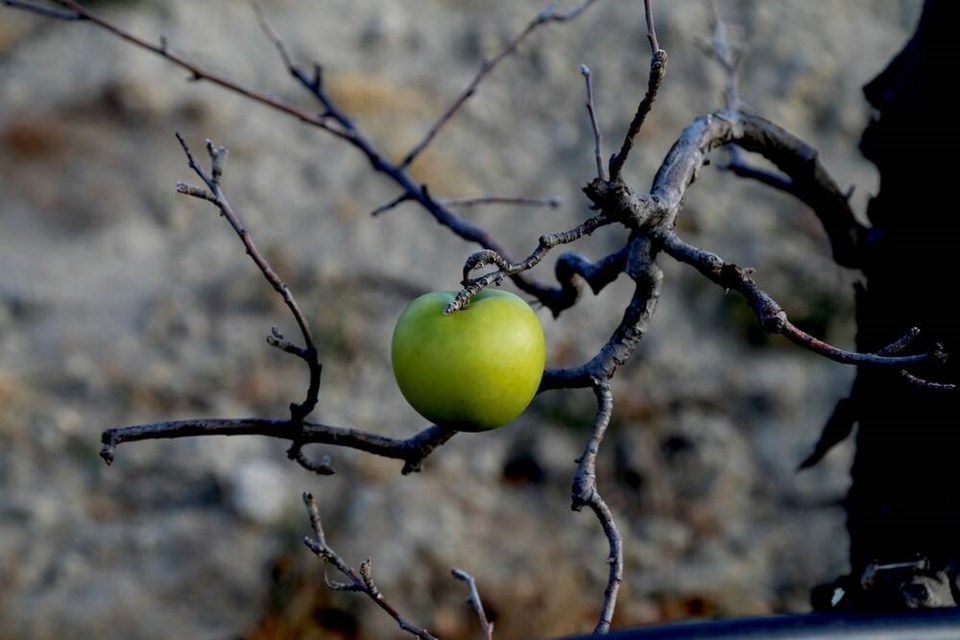 December at Klippers Organic Acres, a perfect granny smith apple clings to its dormant tree. | Laura Marie Neubert 