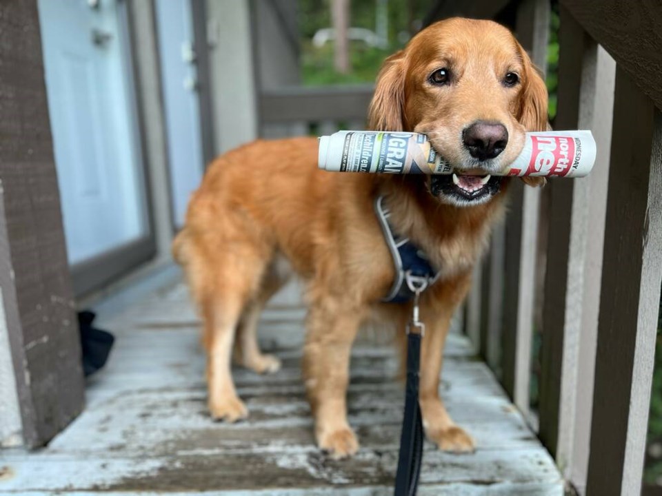 web1_riley-golden-retriever-north-shore-news