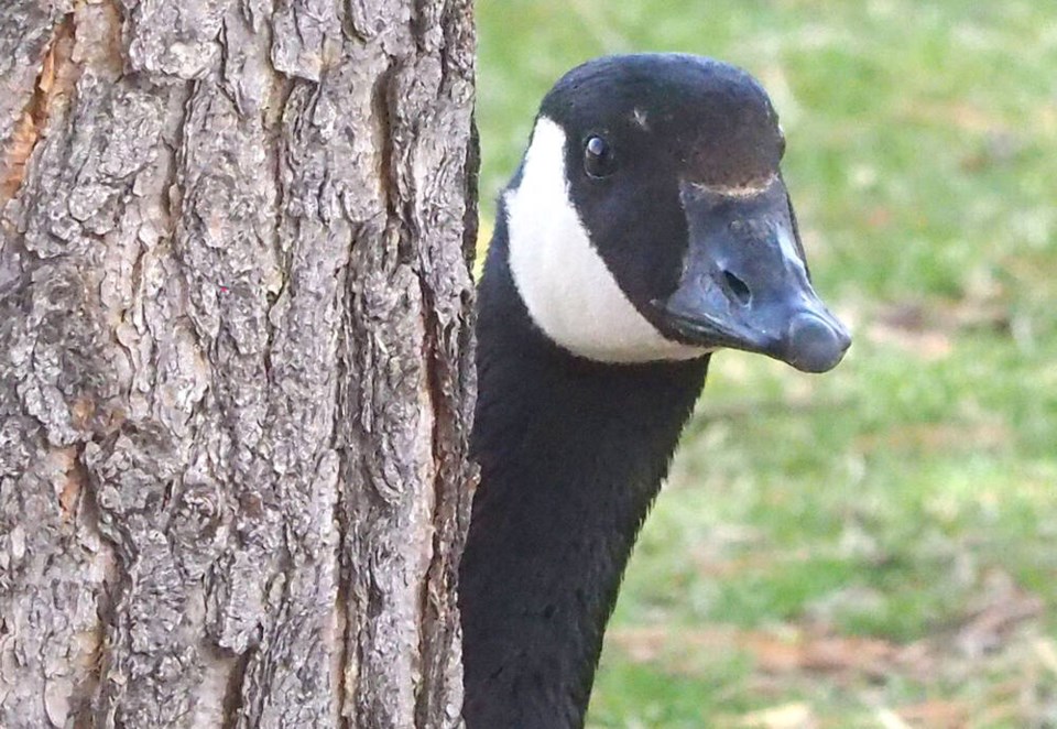 Canada Goose problems This B.C. city mulls options North Shore News