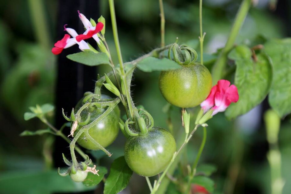 Ripening Sweet Baby Jades wrapped in hummingbird-friendly littleneck sage blossoms. | Laura Marie Neubert 