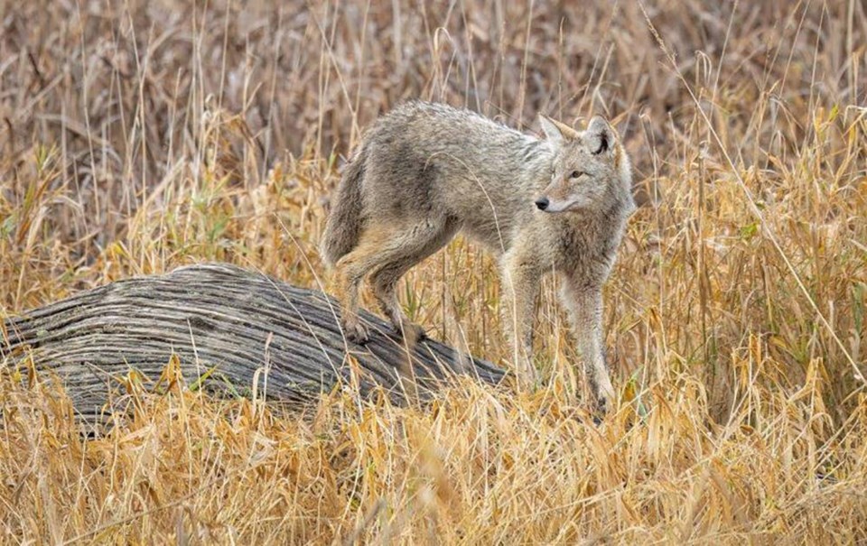 web1_wild-settings-1st-coyote-in-grass-credit-janine-brooke