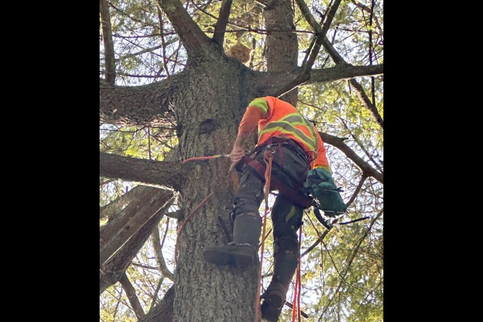 A contractor from Tree Care Pros in North Vancouver prepares to rescue Steve, a kitty who spent two nights stuck atop a tall tree. | Michelle Johnson 