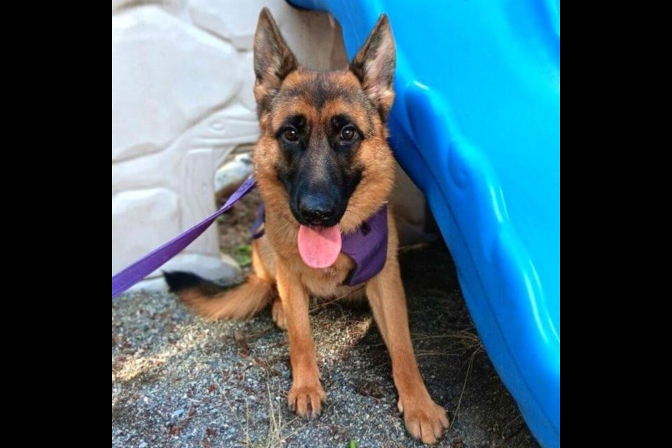 Selma was in poor health and shy when she first arrived at the shelter, but has since blossomed into a playful puppy. | BC SPCA West Vancouver 