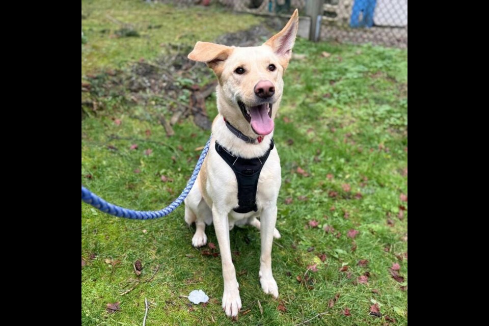 Radar is a playful mix who loves the outdoors. | BC SPCA West Vancouver