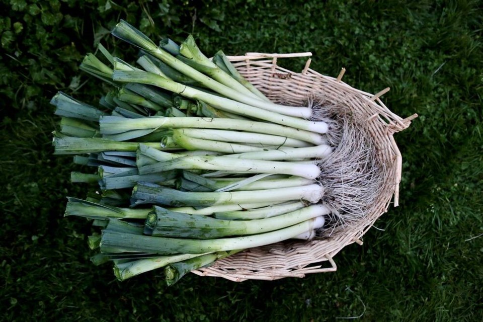 Young Musselburgh leeks, native to Scotland, are well-suited to early planting and late harvests. | Laura Marie Neubert 