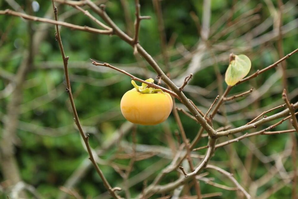 The broad heavy leaves of Fuyu persimmon fall without wind or much encouragement at all. | Laura Marie Neubert 