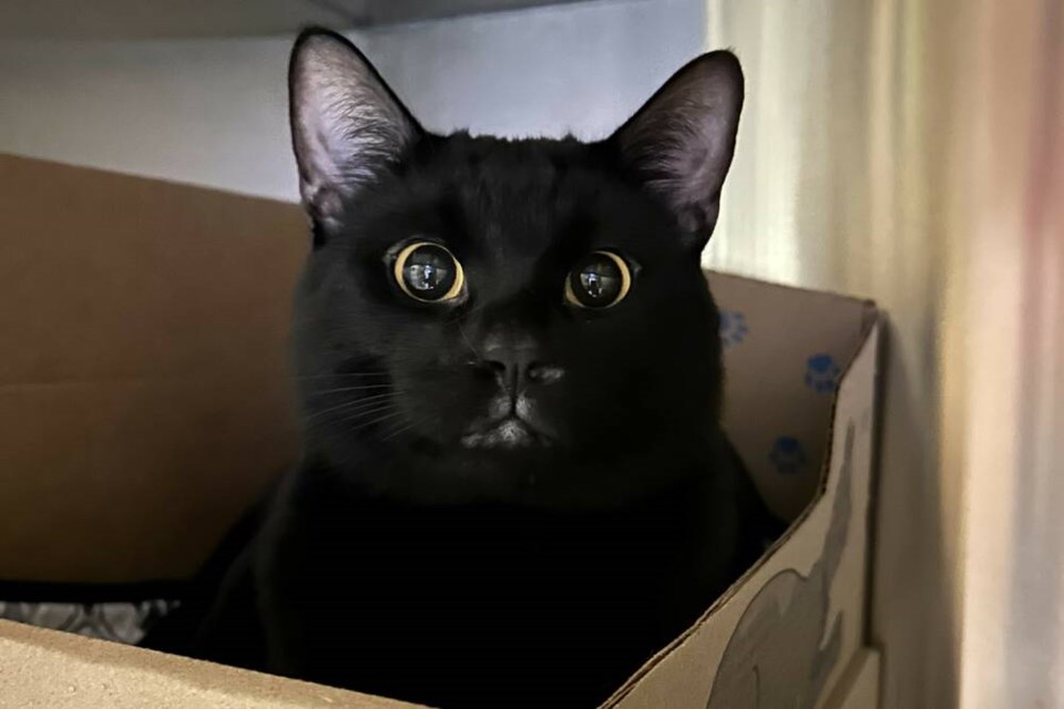 Babka the black cat peers out from a cardboard box. He’s looking for a 'furever' family to adopt him from the BC SPCA in West Vancouver. | BC SPCA 