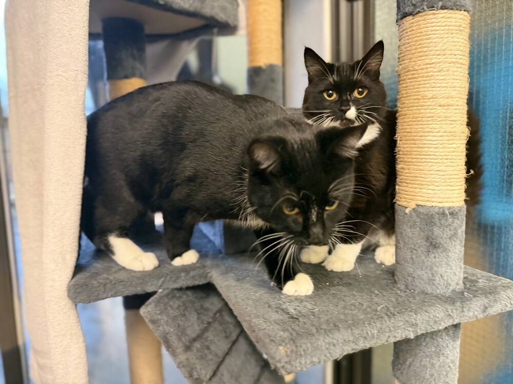 How to adopt this regal pair of tuxedo cats