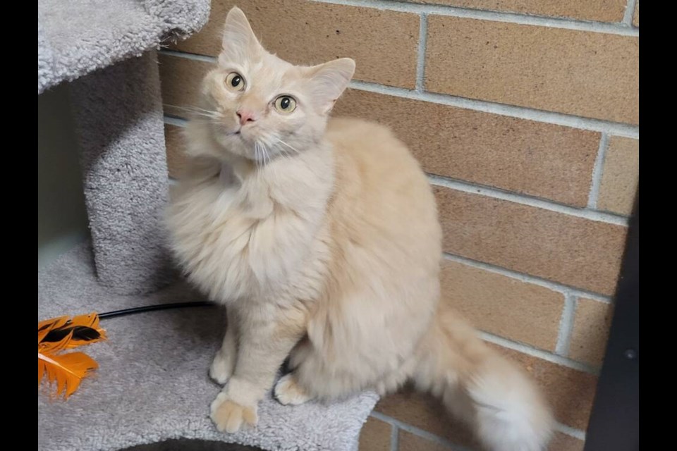 Mr. Fuzzy Pants is an affectionate boy and the ultimate couch potato. | BC SPCA West Vancouver 