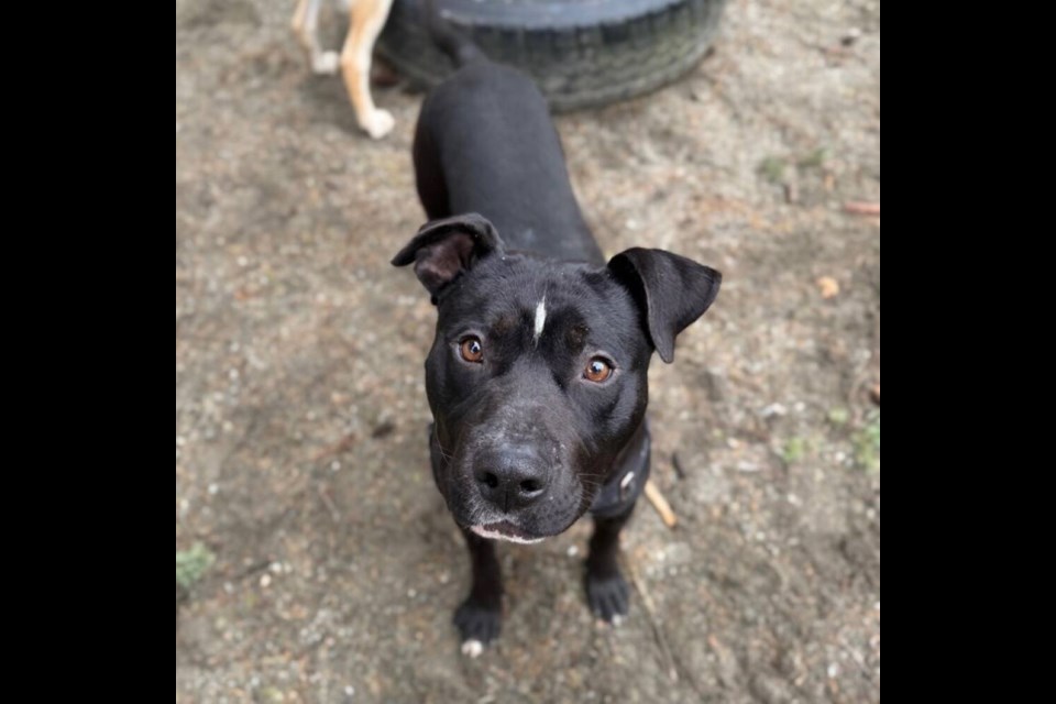 Bobo is lovable alright – just look at those eyes! | BC SPCA West Vancouver 